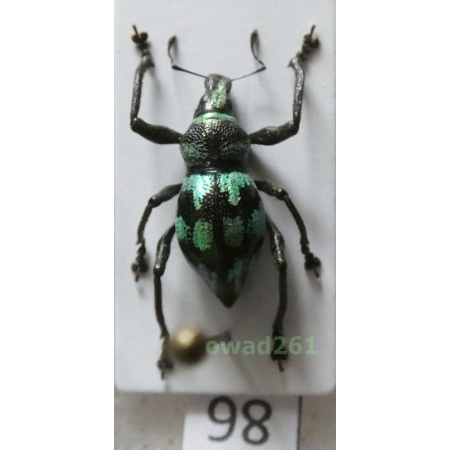 Metapocyrtus sp. Heller, 1912 male Philippines86
